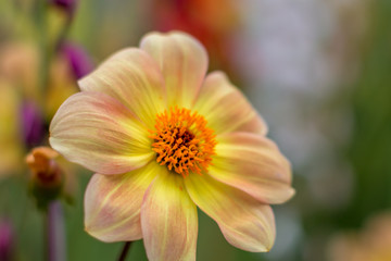 Macro Flower