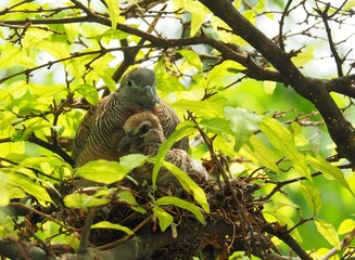 Fototapeta premium Two Birds, Baby Bird With Mother Portrait In Bird's Nest