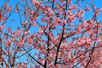 豊後水道河津桜まつり