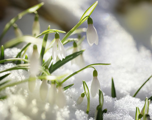 The first snowdrops on snow