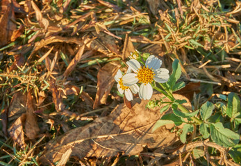 White wild flower in the morning sunlight.