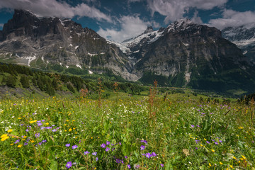 Meadow flowers in the valley of Grindelwald, Switzerland