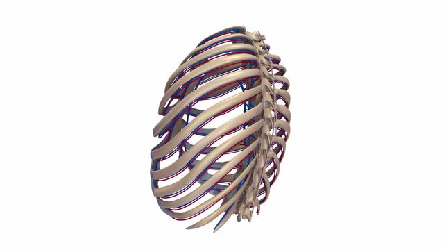 Ribs with Ligaments, Arteries, Veins 
