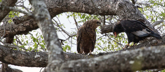 Bateleur eagle