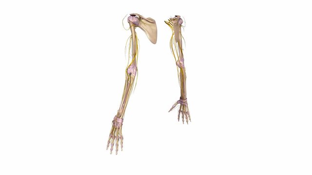Upper limbs with Ligaments and Nerves