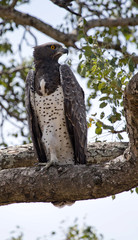Martial Eagle