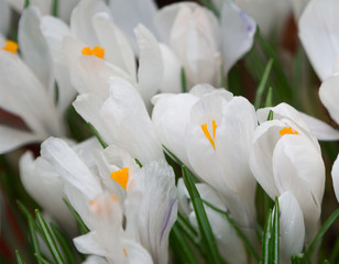 Цветок белый крокус
