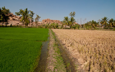 Fototapeta na wymiar Scenic rice plantation near Hampi, India