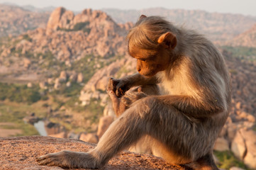 Cute monkey animal near Hampi city in India