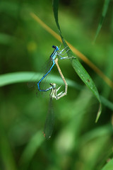 Dragonfly Enallagma Cyathigerum pairing