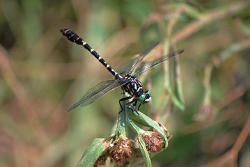 Dragonfly Onychogomphus forcipatus profile