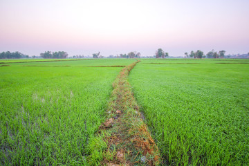 rice field in the morning with fog, Roi-ed Thailand
