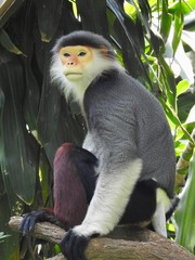 Red-flanked Douc Langur Monkey