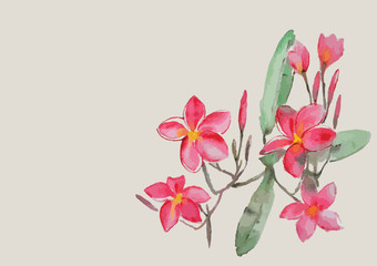 Plumeria flowers with leaves on the branch
