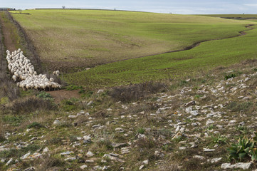 Gregge di pecore sulla Murgia, Corato
