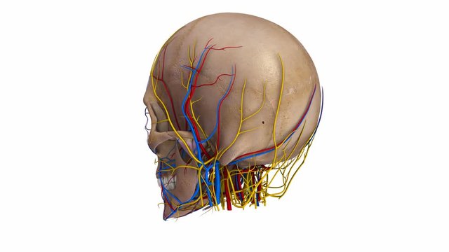 Skull with Ligaments, arteries, veins and nerves