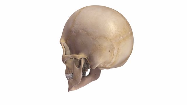 human skull
