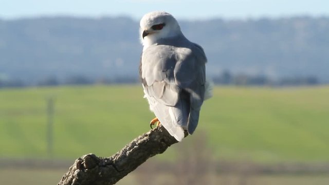 Adult of black-shouldered. Elanus caeruleus.