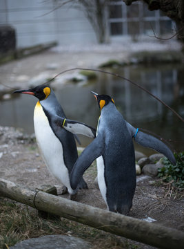 King Penguins (Aptenodytes patagonicus) standing