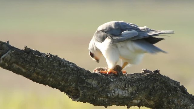 Adult of black-shouldered. Elanus caeruleus.