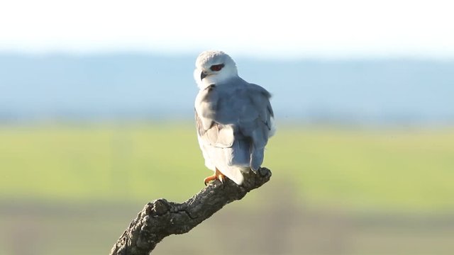 Adult of black-shouldered. Elanus caeruleus.