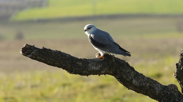 Male of black-shouldered. Elanus caeruleus.