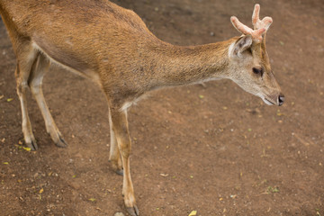 Young roe deer buck / capreolus capreolus / standing on the meadow and watching, blurred background, wildlife.
