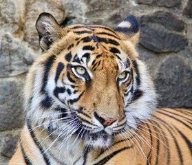 Sumatran Tiger