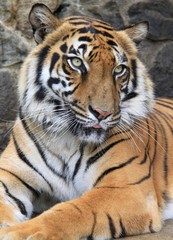 Sumatran Tiger