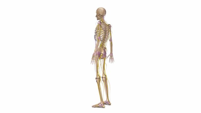 Human Skeleton with nerves
