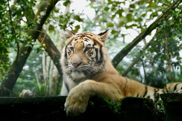 Sumatran Tiger