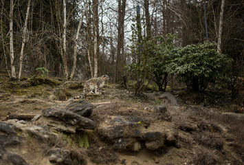 Leopard on the rocks