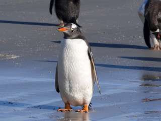 Gentoo penguin, Pygoscelis Papua, nests in large colonies, Falkland islands