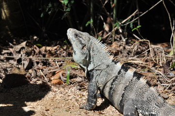 mexican lizard under sun light