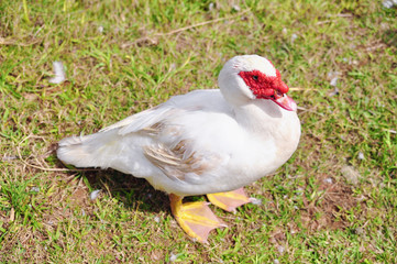 White goose or musk duck on green grass