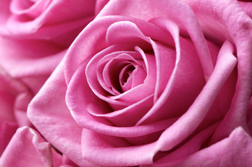 Fototapeta na wymiar pink rose flower extreme close-up beautiful background 