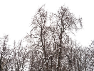 Branches of trees against the cloudy sky