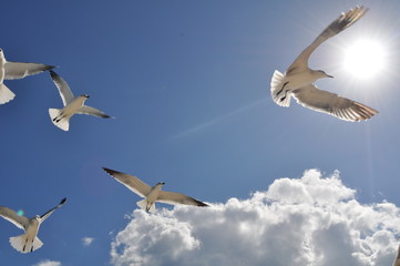 several seagulls in the sky