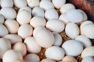 White chicken eggs