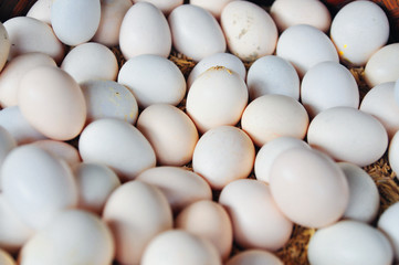 White chicken eggs