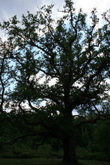 Fototapeta premium Alte Eiche 