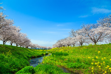 桜並木