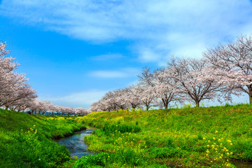 桜並木