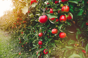 Organic apples hanging from a tree branch in an apple orchard