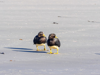 Flying Steamer Duck, Tachyeres patachonicus, on some islands is plentiful, Carcass Island,...