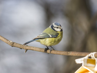 Eurasian blue tit, Cyanistes caeruleus, sitting in branches, closeup portrait, selective focus, shallow DOF