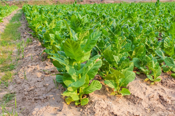 Fototapeta na wymiar Cultivated tobacco in plantation. Its leaves commercially grown to be processes into tobacco industry