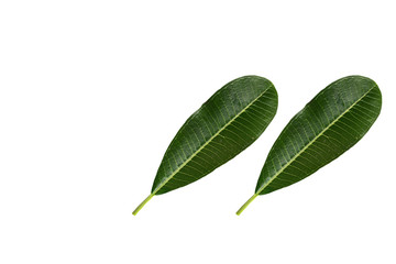 Green leaves on white background.
