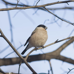 Brown Female of Eurasian Bullfinch, Pyrrhula pyrrhula, close-up portrait on branch with bokeh background, selective focus, shallow DOF