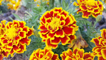 Yellow Marigolds Flower in the Garden.
